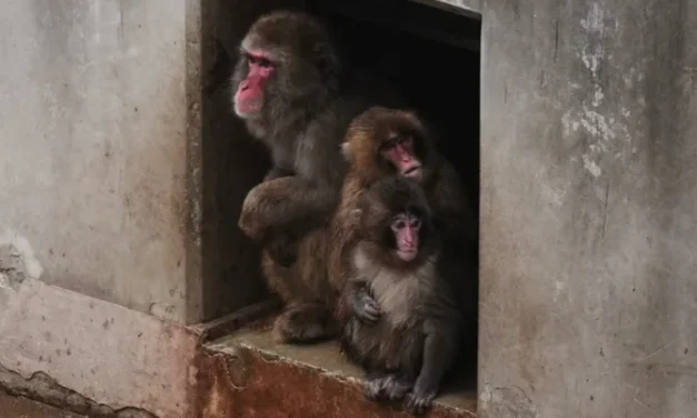 Punch the orphan macaque is outgrowing his plushie and making friends 