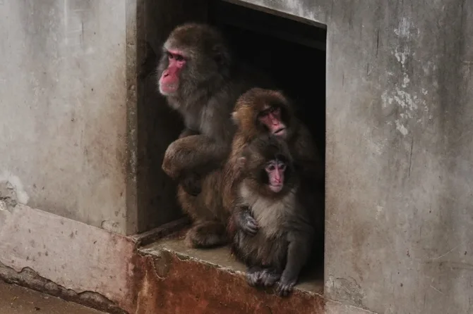 Japan: Punch the orphan macaque is outgrowing his plushie and making friends 
