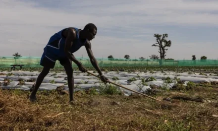 Digital Farmers: Some West African farmers turn to TikTok as part of agriculture’s changing image 