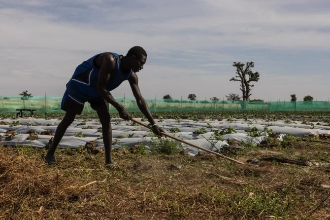 Digital Farmers: Some West African farmers turn to TikTok as part of agriculture’s changing image 